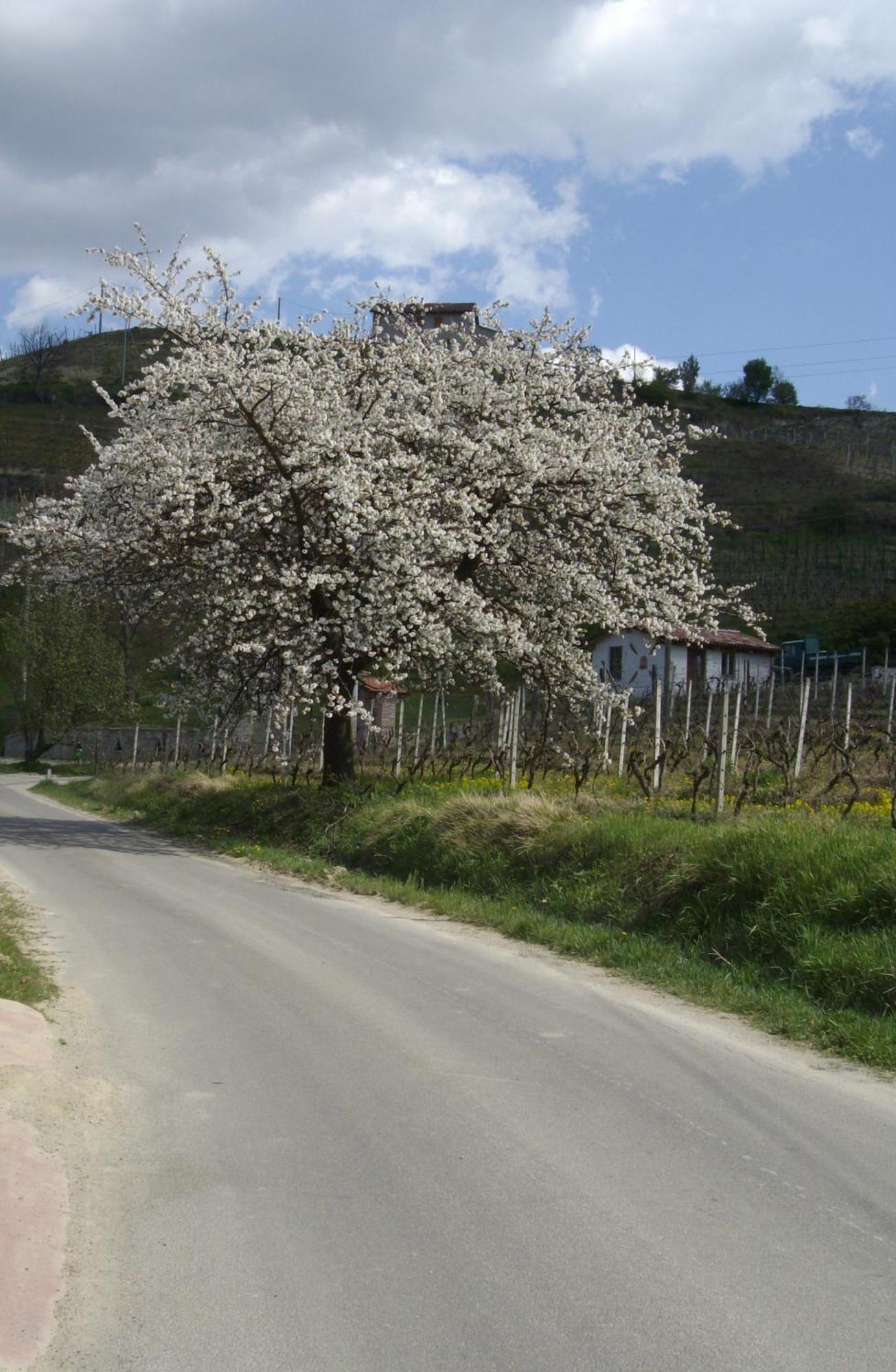 La Martinella Villa Canelli Dış mekan fotoğraf