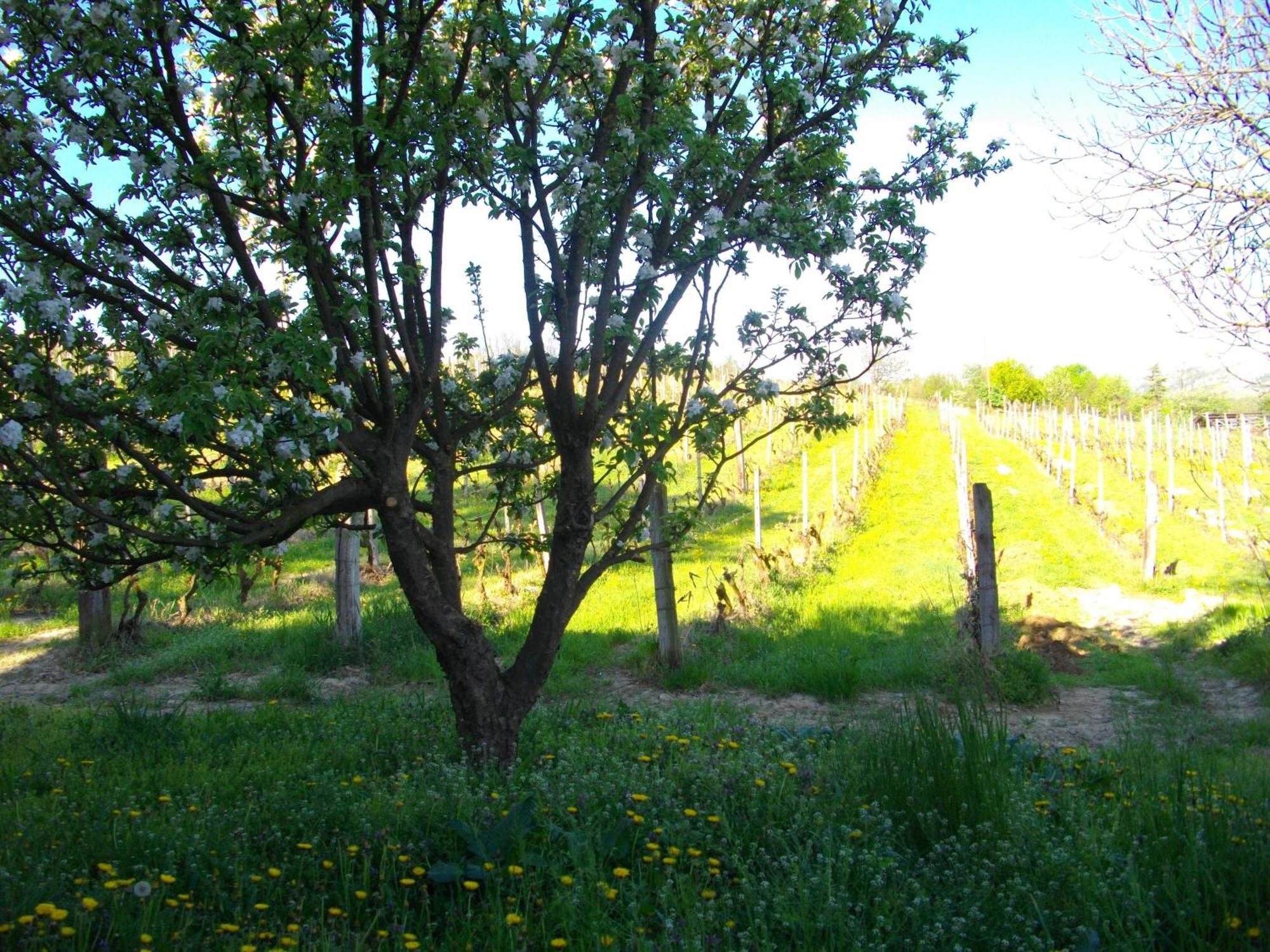 La Martinella Villa Canelli Dış mekan fotoğraf